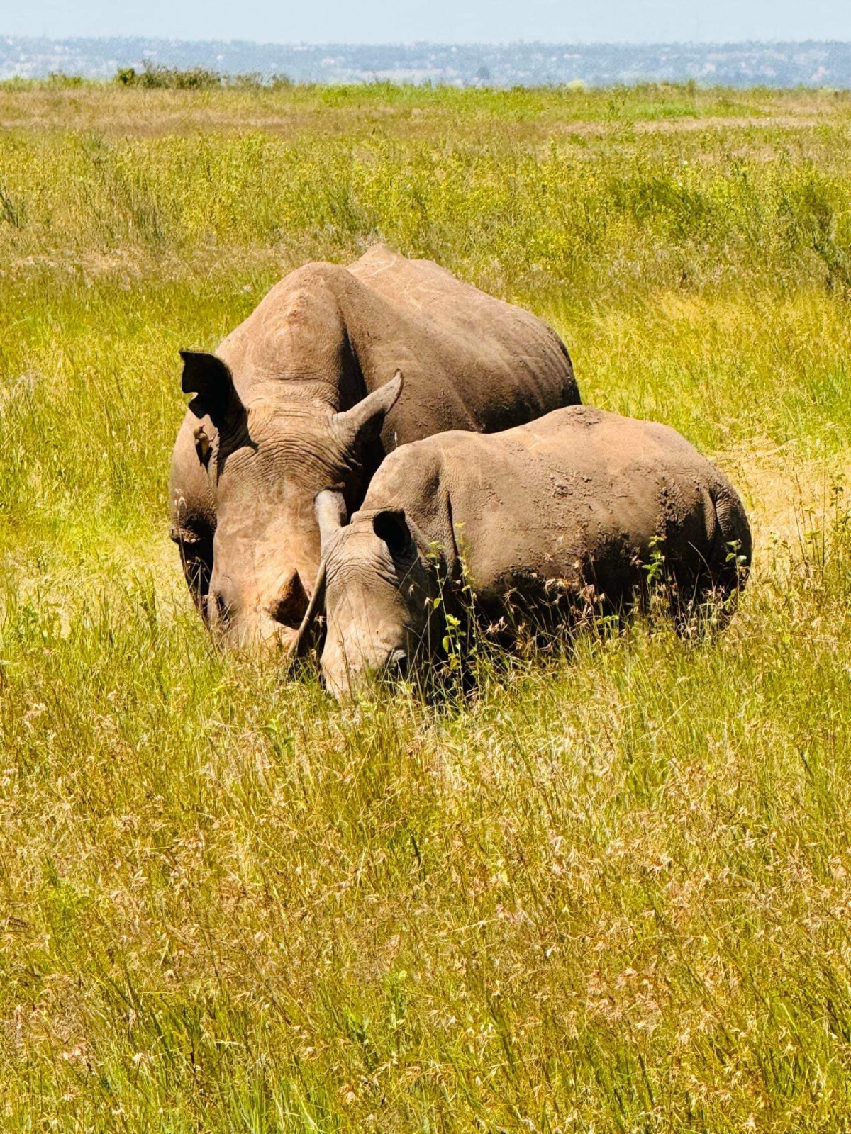 Dni Safari Masai Mara Amboseli Tsavo West Tsavo East Odbi R Z