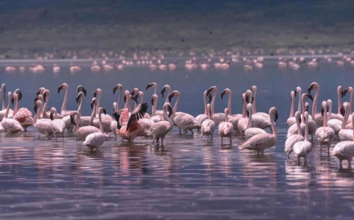 2 dni LAKE NAKURU oferta z NAIROBI w j.angielskim  lub niemieckim