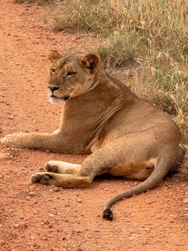 one-day Safari TSAVO EAST without an overnight stay