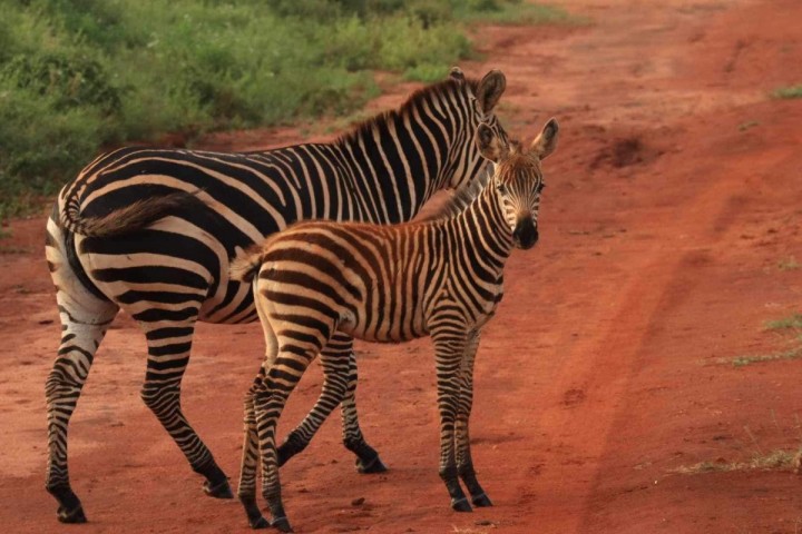 one-day Safari TSAVO EAST without an overnight stay