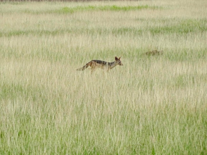 3 Dni safari MASAI MARA z możliwością wykupienia dla chętnych LOTU BALONEM z Nairobi / oferujemy również z okolic Mombasy