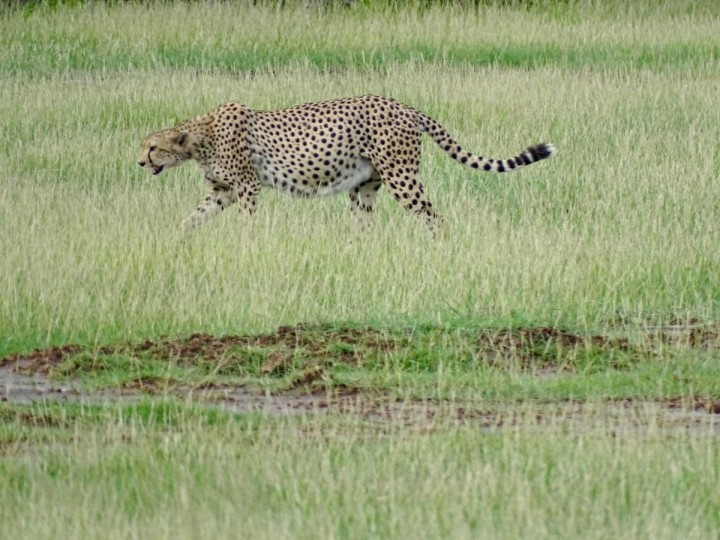 3 Dni safari MASAI MARA z możliwością wykupienia dla chętnych LOTU BALONEM z Nairobi / oferujemy również z okolic Mombasy