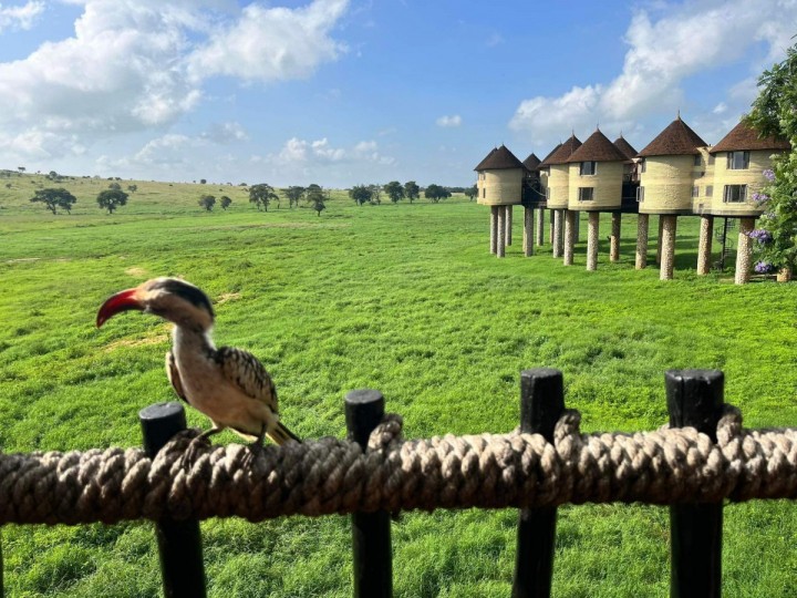 2 dni safari - i aż 2 parki  z 1 noclegiem w domkach na palach ❤️ Tsavo East / Taita Salt lick