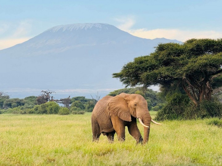 three days of AMBOSELI / TSAVO EAST safari