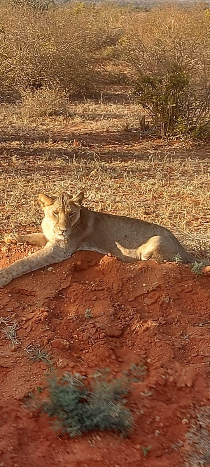 three days days Safari TSAVO EAST and ZIWANI