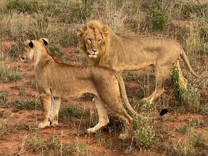 2 Dni Tsavo East z noclegiem klimatycznym hotelu z basenem i wodopojem 