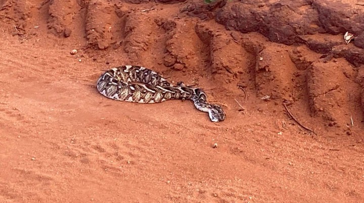 3 dni Safari TSAVO EAST i ZIWANI