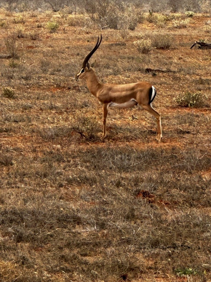 4 DNI SAFARI i 3 parki    TSAVO EAST / TSAVO  WEST / AMBOSEL z okolic Diani / Mombasy ... możliwość również z Nairobi