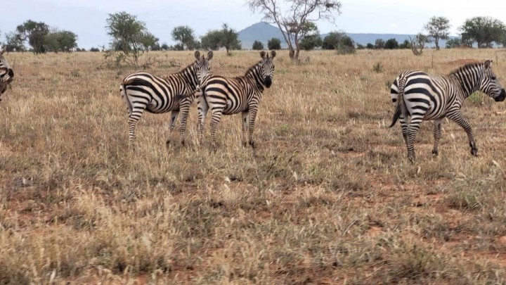 4 DNI SAFARI i 3 parki    TSAVO EAST / TSAVO  WEST / AMBOSEL z okolic Diani / Mombasy ... możliwość również z Nairobi