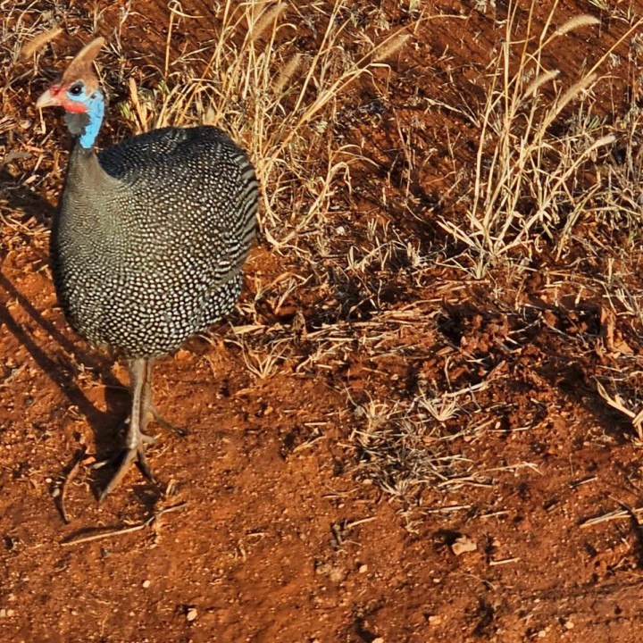 one-day Safari TSAVO EAST without an overnight stay