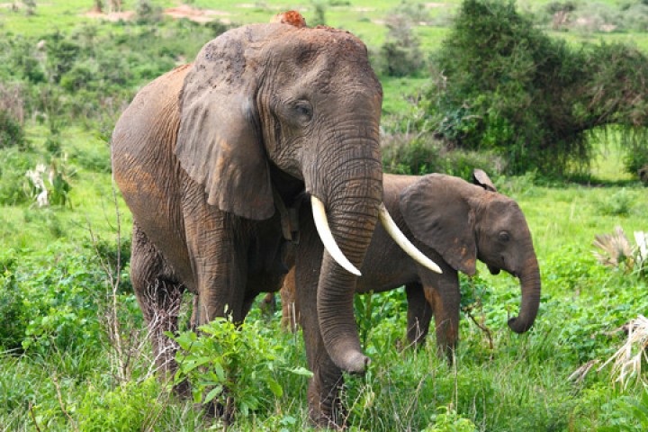 2 Safari TSAVO  EAST i TSAVO WEST  