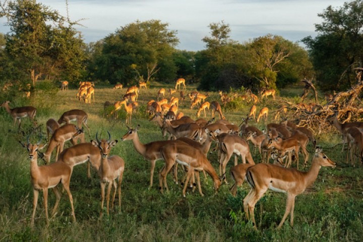 3 dni Safari TSAVO EAST i ZIWANI